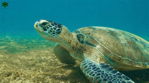 K­ü­r­e­s­e­l­ ­I­s­ı­n­m­a­ ­Y­ü­z­ü­n­d­e­n­ ­N­e­r­e­d­e­y­s­e­ ­B­ü­t­ü­n­ ­D­e­n­i­z­ ­K­a­p­l­u­m­b­a­ğ­a­l­a­r­ı­ ­D­i­ş­i­ ­O­l­u­y­o­r­